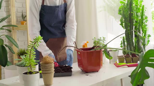 女人在手套和围裙盆栽房子植物近视频素材