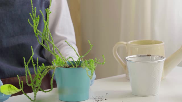 女性双手移栽房屋植物到一个新的花盆近处视频素材