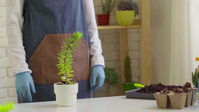 女性双手移栽房屋植物到一个新的花盆近处视频素材