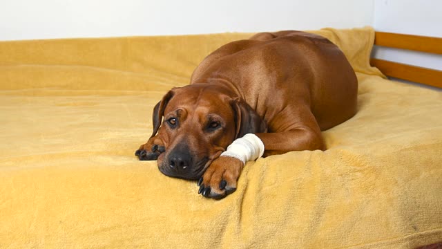 一只生病的罗得西亚脊背犬，一只受伤的、包扎着的爪子在马车上睡着了视频素材