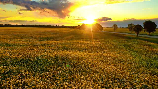 夕阳下乡间小路旁的油菜田视频素材