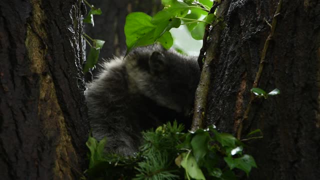 午夜视频下载