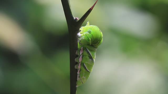 燕尾蝶的毛虫在结茧之前就开始了视频素材