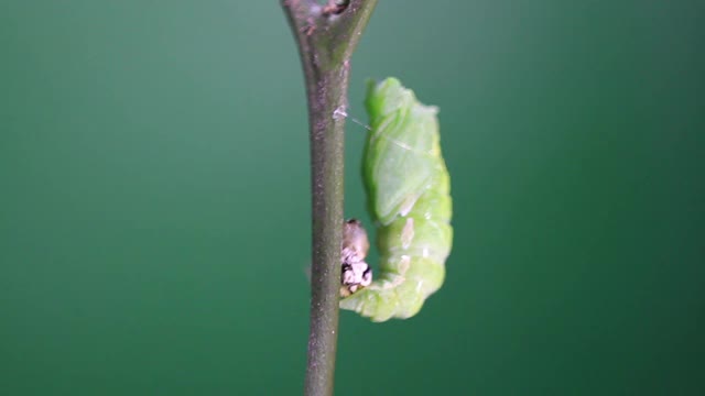 燕尾蝶毛虫蜕皮成茧视频素材