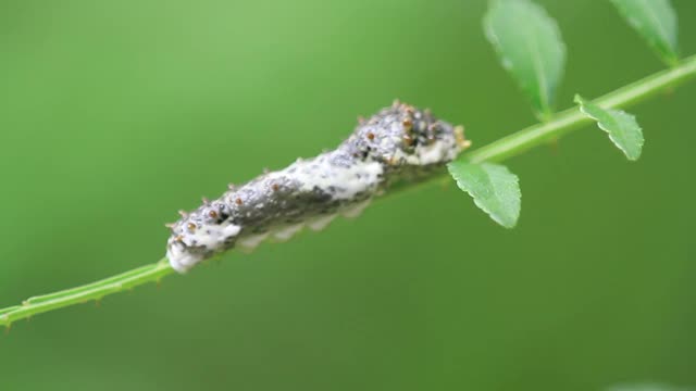 虎燕尾蝶二级毛虫视频素材