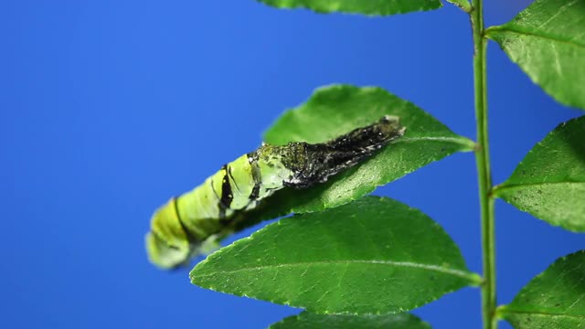 老虎燕尾蝶的毛虫，他从二等舱蜕皮到三等舱视频素材