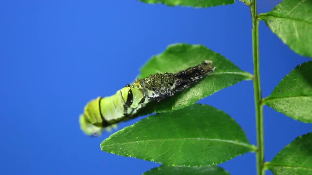 老虎燕尾蝶的毛虫，他从二等舱蜕皮到三等舱视频素材