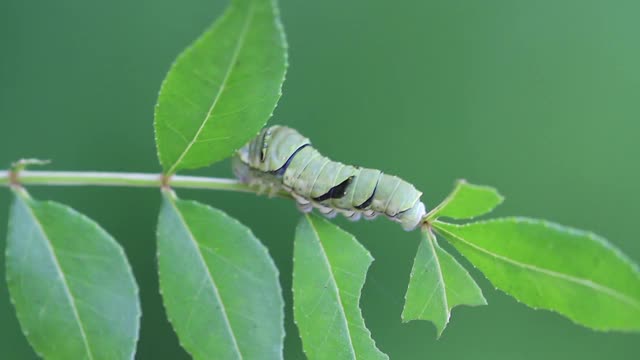 三等毛虫虎燕尾视频素材