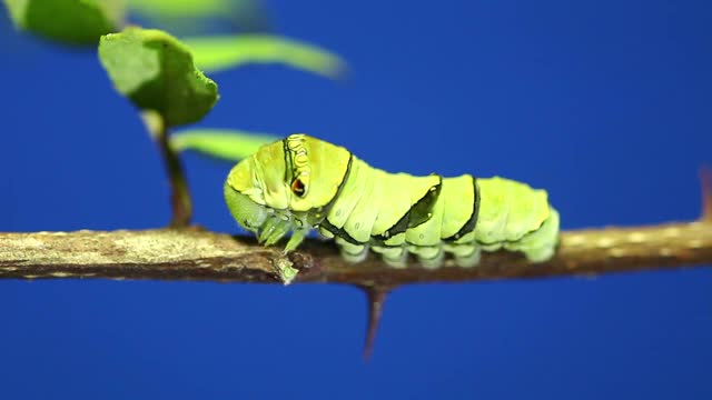 虎尾毛虫从二等毛虫变成三等毛虫视频素材