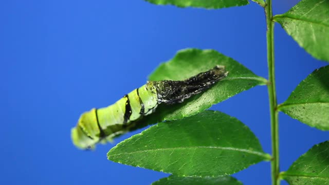 老虎燕尾蝶的毛虫，他从二等舱蜕皮到三等舱视频素材