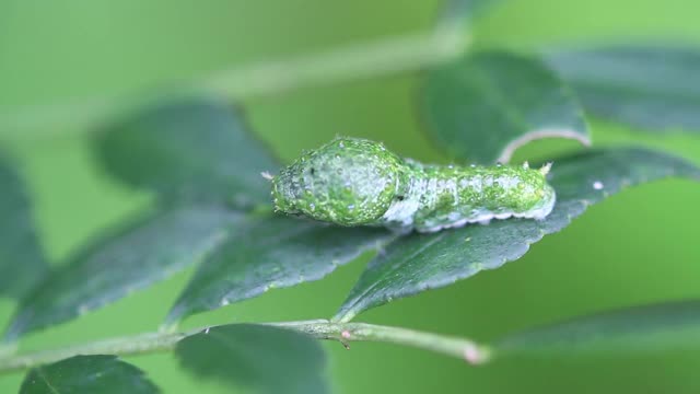 三等毛虫虎燕尾视频素材