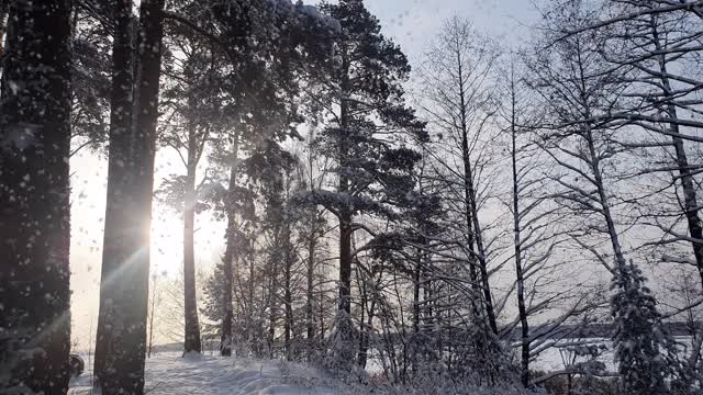 冬天下雪的森林里，柔软的雪花在圣诞节的早晨飘落。冬天的风景。冰雪覆盖的树木。视频素材