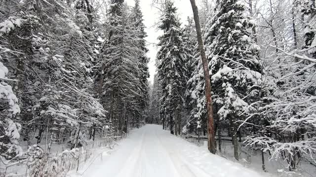 POV旅行的越野车通过冬天的森林-一个回头。美丽的雪林景观在冬天。在冬天开车旅行视频素材