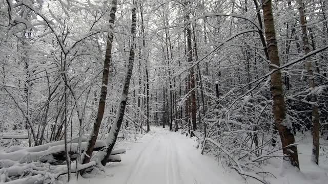 POV旅行的越野车通过冬天的森林-一个回头。美丽的雪林景观在冬天。在冬天开车旅行视频素材