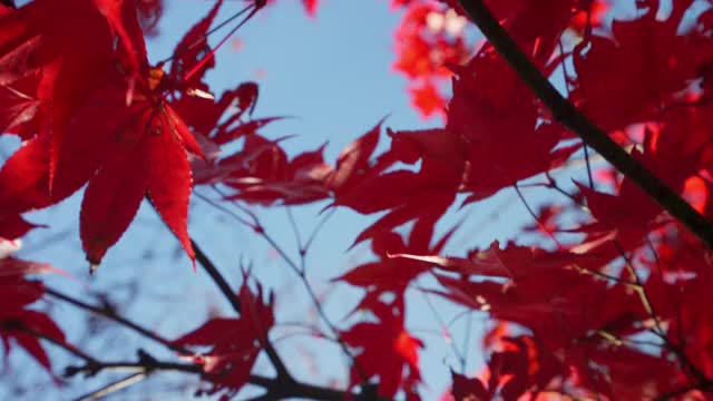 在日本的秋天，红色的枫叶在明亮的散景背景中摇动视频下载