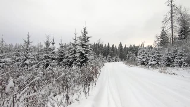 美丽的雪林景观在冬天。在蓝天的衬托下，树木被雪覆盖着视频素材