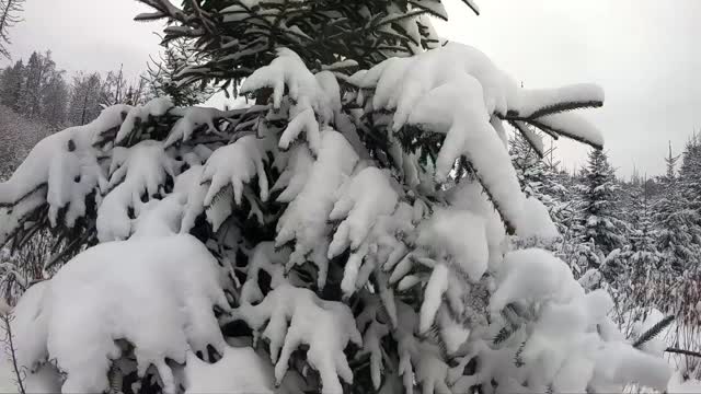 冬天，雪花从树上飘落。美丽的冬季自然景观。缓慢拍摄降雪视频素材