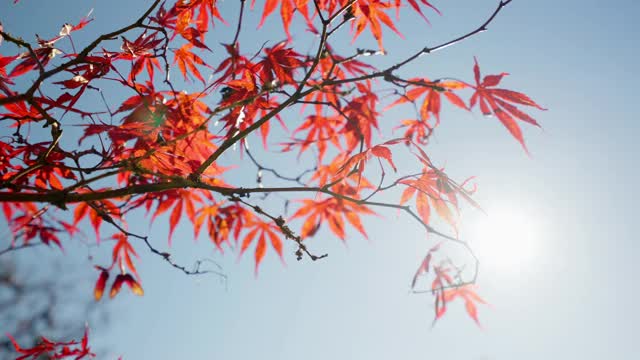 红色的枫叶随风飘动视频素材