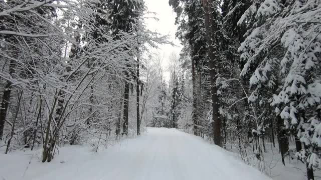 POV旅行的越野车通过冬天的森林-一个回头。美丽的雪林景观在冬天。在冬天开车旅行视频素材