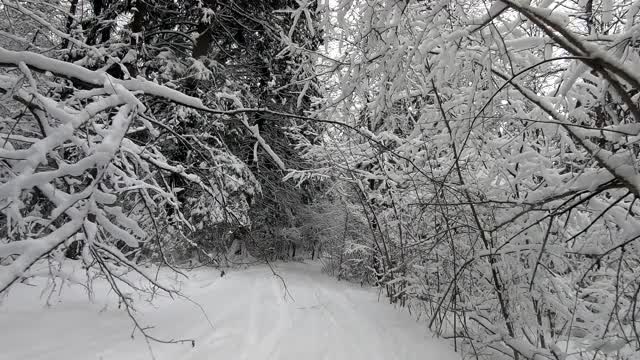 POV旅行的越野车通过冬天的森林-一个回头。美丽的雪林景观在冬天。在冬天开车旅行视频素材