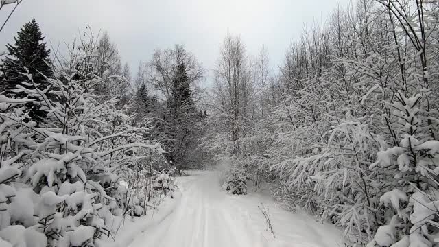 POV旅行的越野车通过冬天的森林-一个回头。美丽的雪林景观在冬天。在冬天开车旅行视频素材