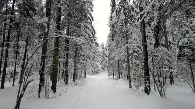 POV旅行的越野车通过冬天的森林-一个回头。美丽的雪林景观在冬天。在冬天开车旅行视频素材