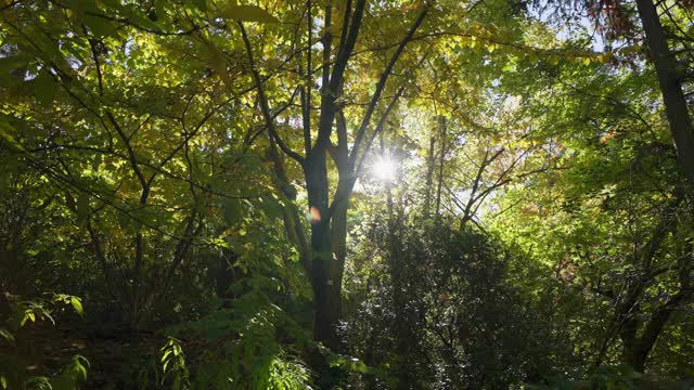 美丽的阳光照亮了山毛榉森林，绿意盎然视频下载