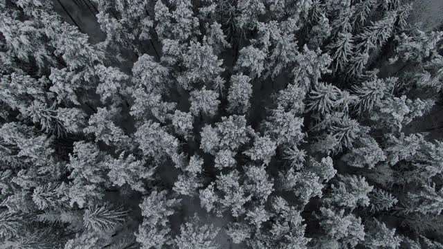 冬季野生森林。在冷杉树梢上空飞行。视频素材