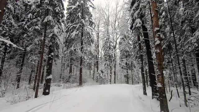 POV旅行的越野车通过冬天的森林-一个回头。美丽的雪林景观在冬天。在冬天开车旅行视频素材