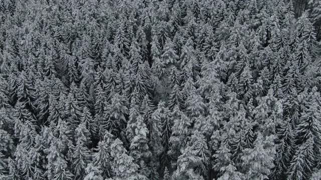 冬季野生森林。在冷杉树梢上空飞行。视频素材
