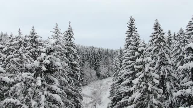 冬季野生森林。冷杉树梢间的空中飞行。视频素材