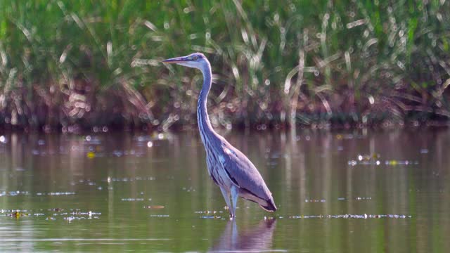 鸟-苍鹭(Ardea cinerea)走过浅水在一个阳光明媚的夏天安静的傍晚。视频素材