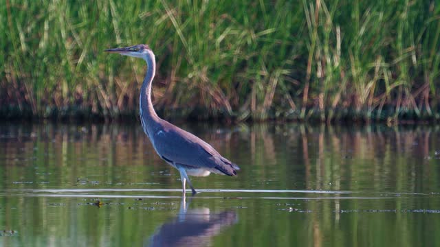 鸟-苍鹭(Ardea cinerea)走过浅水在一个阳光明媚的夏天安静的傍晚。视频素材