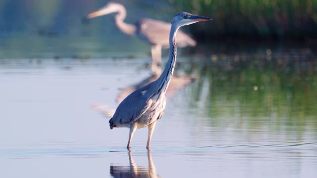 鸟-苍鹭(Ardea cinerea)走过浅水在一个阳光明媚的夏天安静的傍晚。视频素材