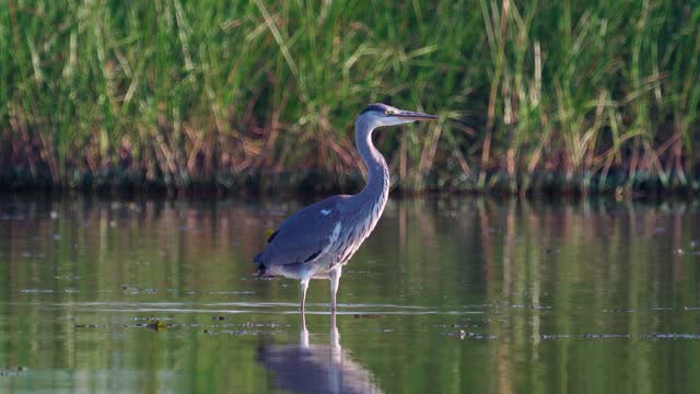 鸟-苍鹭(Ardea cinerea)走过浅水在一个阳光明媚的夏天安静的傍晚。视频素材