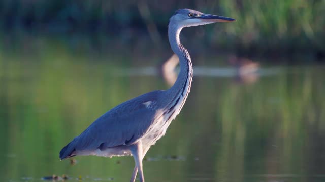 鸟-苍鹭(Ardea cinerea)走过浅水在一个阳光明媚的夏天安静的傍晚。视频素材