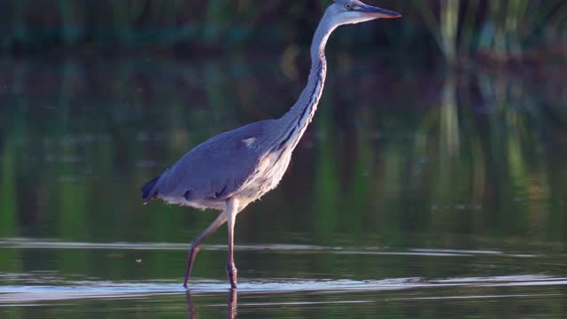 鸟-苍鹭(Ardea cinerea)走过浅水在一个阳光明媚的夏天安静的傍晚。视频素材