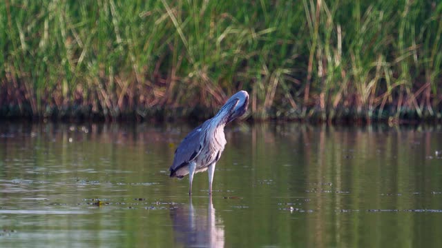 鸟-苍鹭(Ardea cinerea)走过浅水在一个阳光明媚的夏天安静的傍晚。视频素材