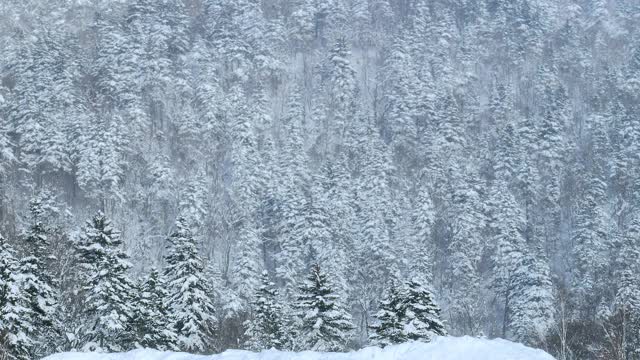 北海道冰雪皑皑的冬季森林景观背景视频素材