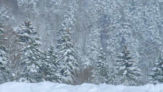 北海道冰雪皑皑的冬季森林景观背景视频素材