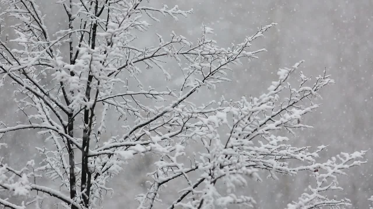 大雪在白雪覆盖的树的背景上视频素材