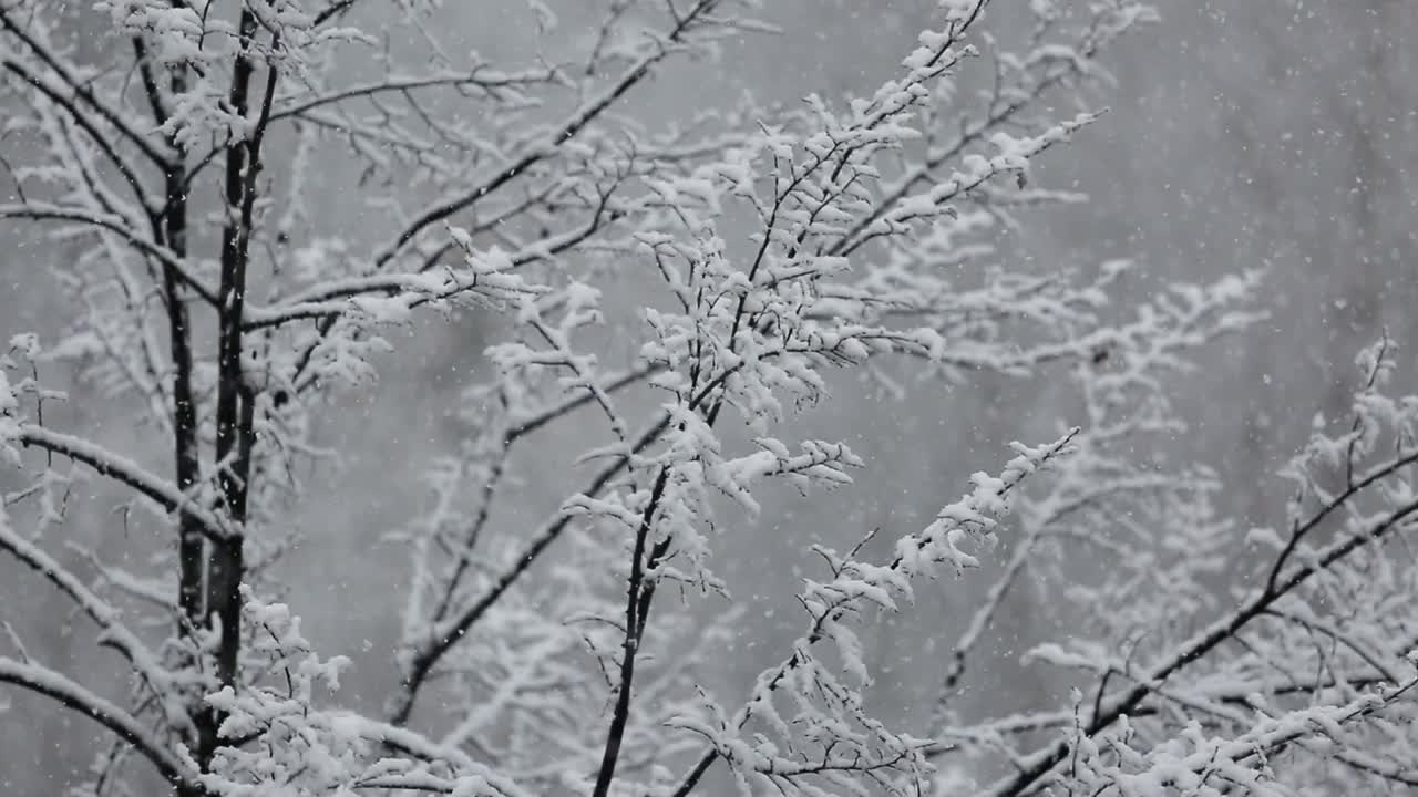 大雪在白雪覆盖的树的背景上视频素材