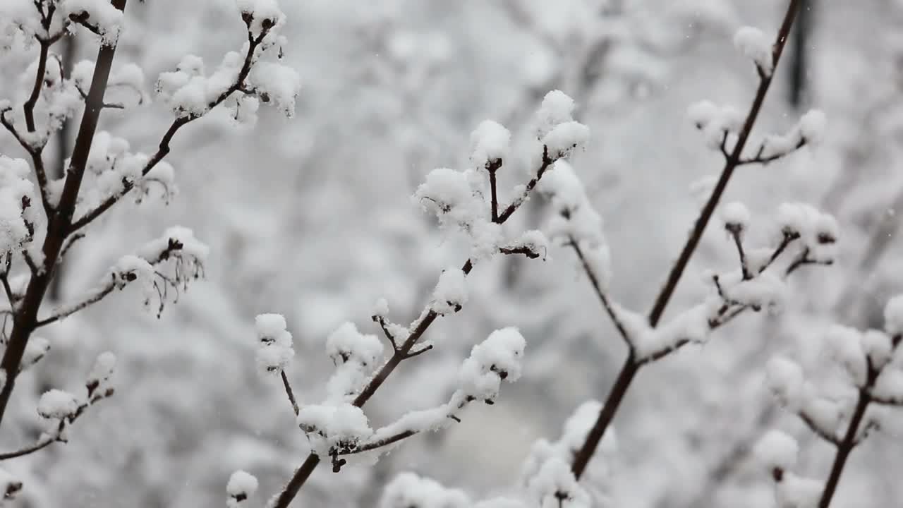 大雪在白雪覆盖的树的背景上视频素材