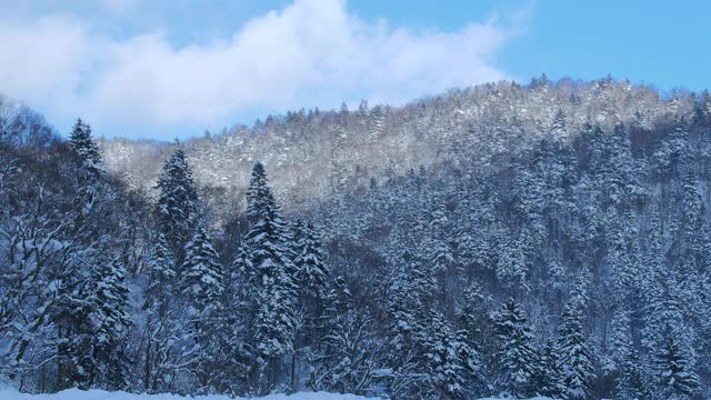 北海道冰雪皑皑的冬季森林景观背景视频素材