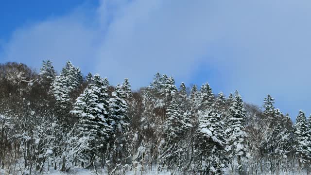 北海道冰雪皑皑的冬季森林景观背景视频素材