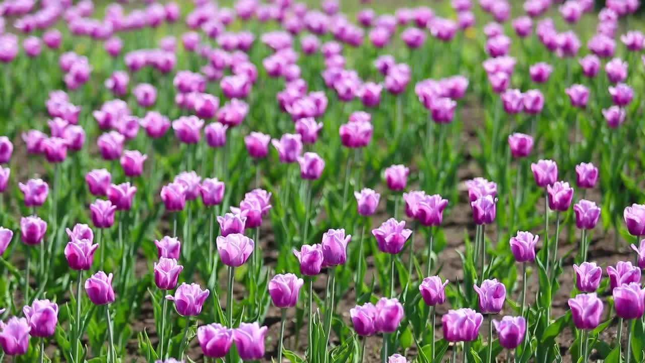 紫色带白边的郁金香开花品种阿拉伯神秘-浅景深的田野视频素材