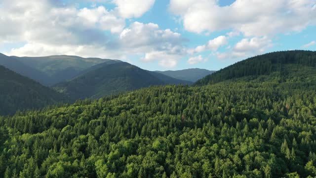 空中，无人机拍摄的云杉，飞越一个针叶林，低塔特拉斯，斯洛伐克视频素材