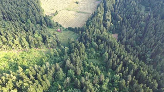 空中，无人机拍摄的云杉，飞越针叶林和田野，低塔特拉斯，斯洛伐克视频素材