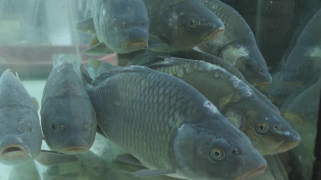 鲤鱼在超市的水族箱里游泳。缓慢的莫视频素材