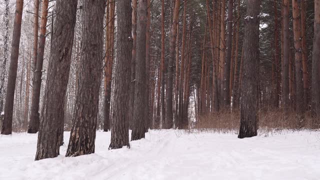 冬季松林静态相机。冬季森林全景，阴天视频素材